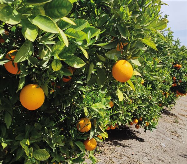 Naranja Mesa ESPECIAL unidad-lateral