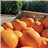 Oranges de Valencia 15kg - Premium-lateral