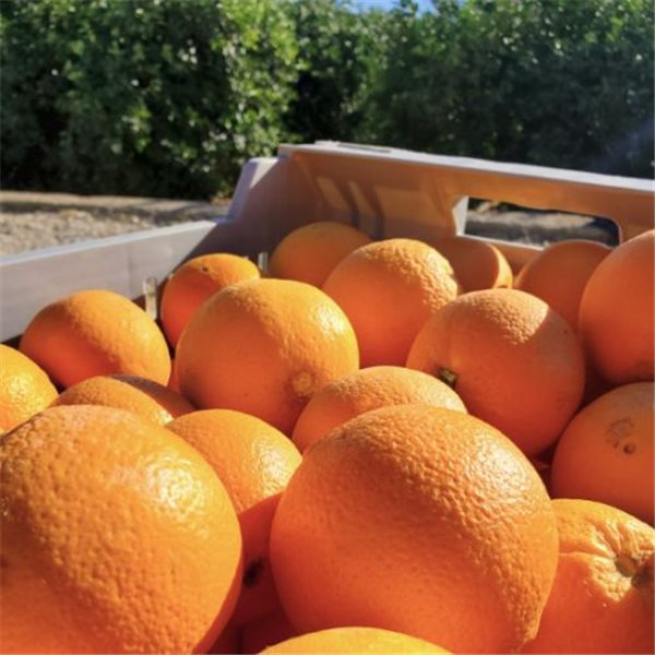 Oranges de Valencia 15kg - Premium-lateral