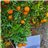 Oranges de Valencia 15kg - Premium-trasera