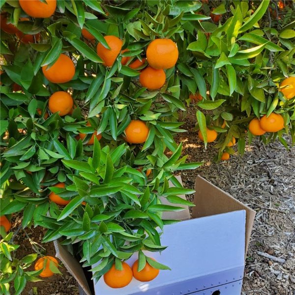 Oranges de Valencia 15kg - Premium-trasera