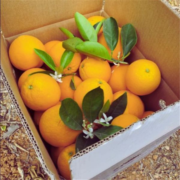 Valencia Oranges 9kg - Premium-lateral