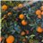 Valencia Oranges 9kg - Premium-trasera