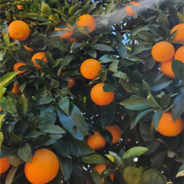 Valencia Oranges 9kg - Premium-trasera