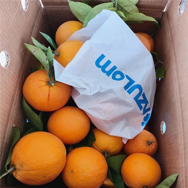 Valencia Oranges - Premium-lateral