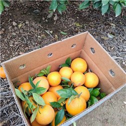 Naranjas de Valencia - Premium