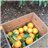 Valencia Oranges - Premium
