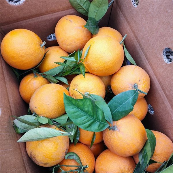 Valencia Oranges - Premium-trasera