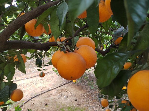 Naranjas Navelina de mesa 15kg-trasera