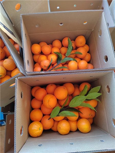 Naranjas Navelina de zumo 10kg-trasera