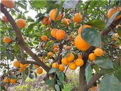 Naranjas Navelina de zumo 20kg
