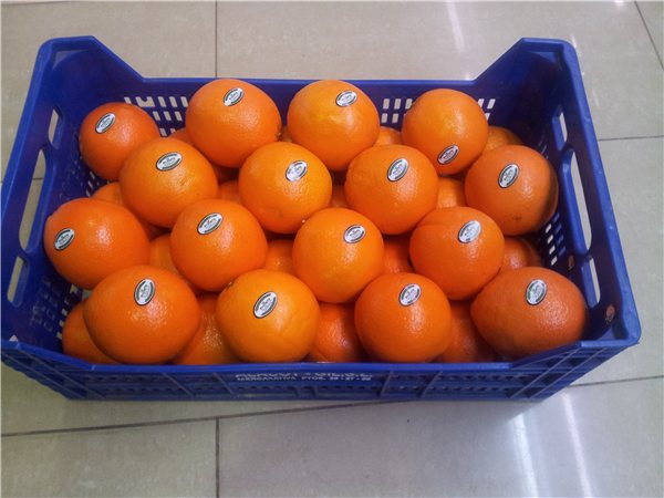 NARANJAS  SELECCION 5 KILOS-lateral