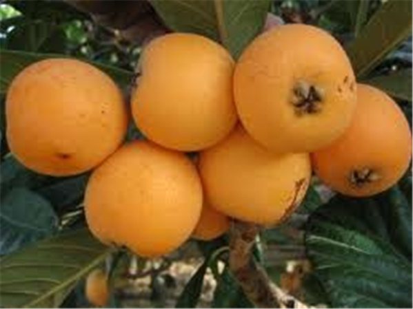 Loquat from the ground-detalle