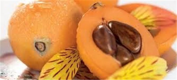 Loquat from the ground-lateral