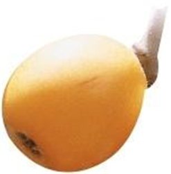 Loquat from the ground