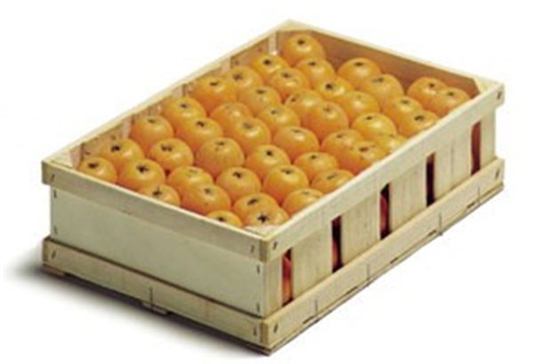 Loquat from the ground-trasera