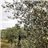 Huile d'Olive du Raig 2025 - Variété Argudell, Récolte Précoce 2025, Non filtrée. PRÉ-RÉSERVE-trasera