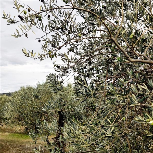 Oli del Raig 2025 – Picual Variety, Early Harvest 2025, Unfiltered-trasera