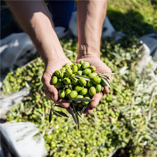 Oli del Raig 2026 – Unfiltered Early Harvest EVOO - PRE-SALE-trasera