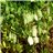 Organic Lentil Stew, Jar of 400g-trasera