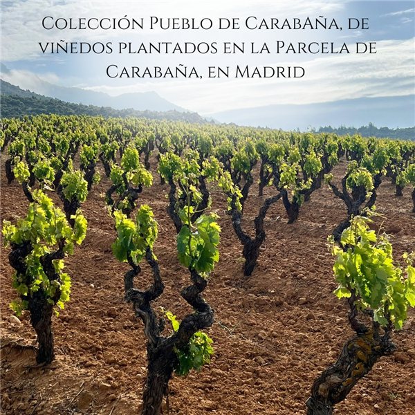 Pack 3 Botellas Colección Vino de Madrid Henrique de Benoit | 2 Tintos y 1 Blanco Artesanales | Pack Regalo Gourmet | Pack Vino de Madrid-izquierda