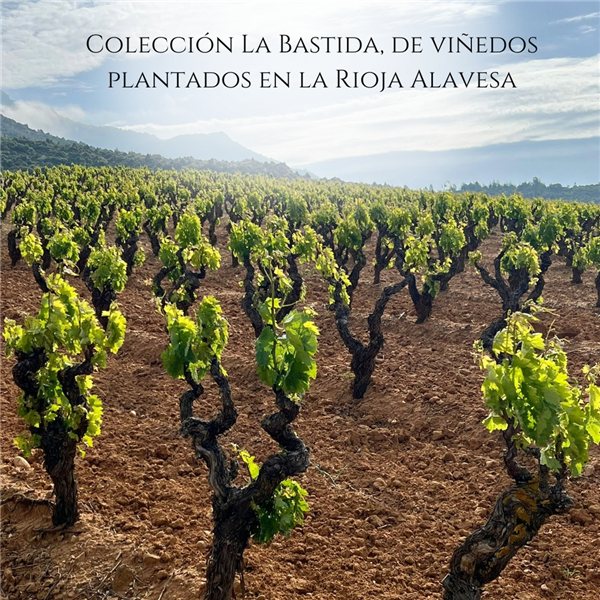 Pack 3 Flaschen Rioja-Wein D.O.Ca Henrique Benoit | 2 Premium Weißweine und 1 Rotwein Crianza Reserva de Parcela | Elegantes Geschenk | Rioja Sammlungs-Pack-izquierda