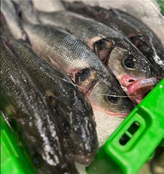 Pack de Poisson Sauvage (2 Bars de 800-1000g et 1 Merlu de 2Kgs)-detalle