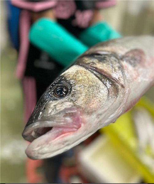 Pack de Poisson Sauvage (2 Bars de 800-1000g et 1 Merlu de 2Kgs)-lateral