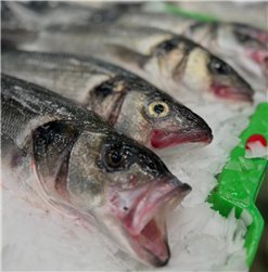 Pack de Poisson Sauvage (2 Bars de 800-1000g et 1 Merlu de 2Kgs)