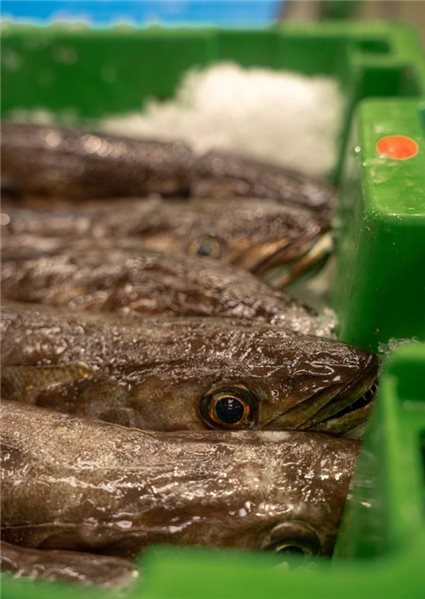 Pack Wildfisch (2 Seehechte à 2 kg).-lateral