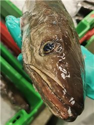 Pack Wildfisch (2 Seehechte à 2 kg).