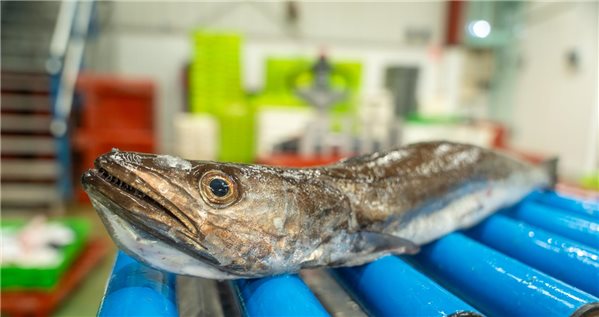 Pack Wildfisch (2 Seehechte à 2 kg).-trasera