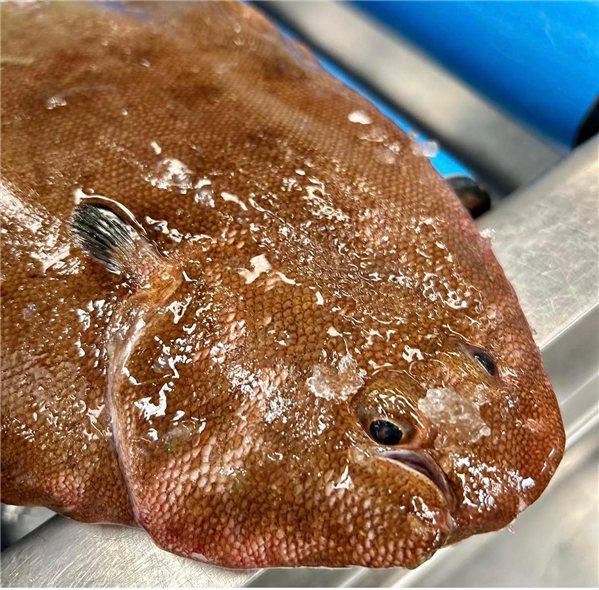 Paket mit Wildfisch (3 Seezungen von 350-400 g und 1 Merluza von 2 kg)-detalle