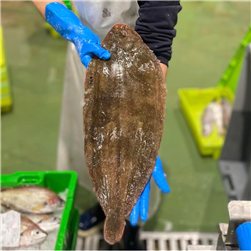 Paket mit Wildfisch (3 Seezungen von 350-400 g und 1 Merluza von 2 kg)