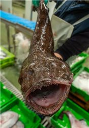 Pack de Pescado Salvaje (Rape y Merluza).