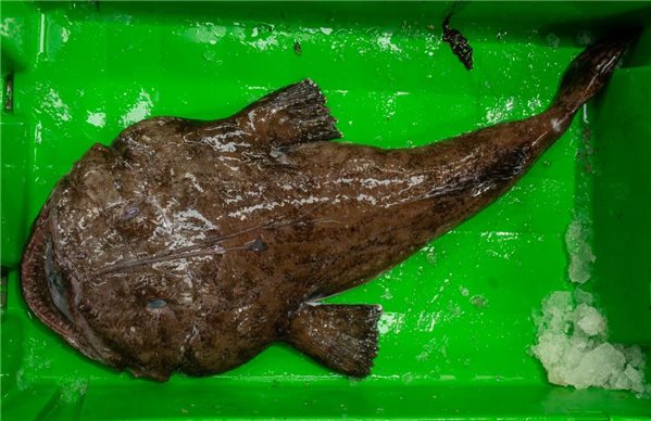 Pack de Pescado Salvaje (Rape y Merluza).-trasera