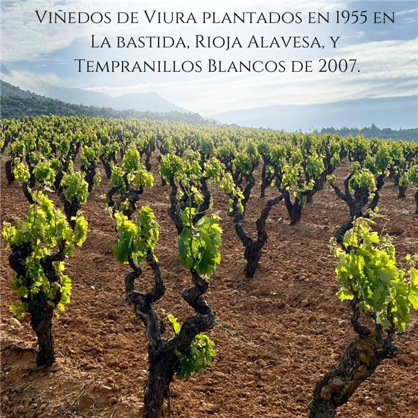 Pack Vino Blanco Rioja D.0. Viñedo de Zona | Pack 3 Botellas 750 ml | Viura 90% y Tempranillo 10% | Caja Vino Blanco Premium | Regalo Gourmet-izquierda