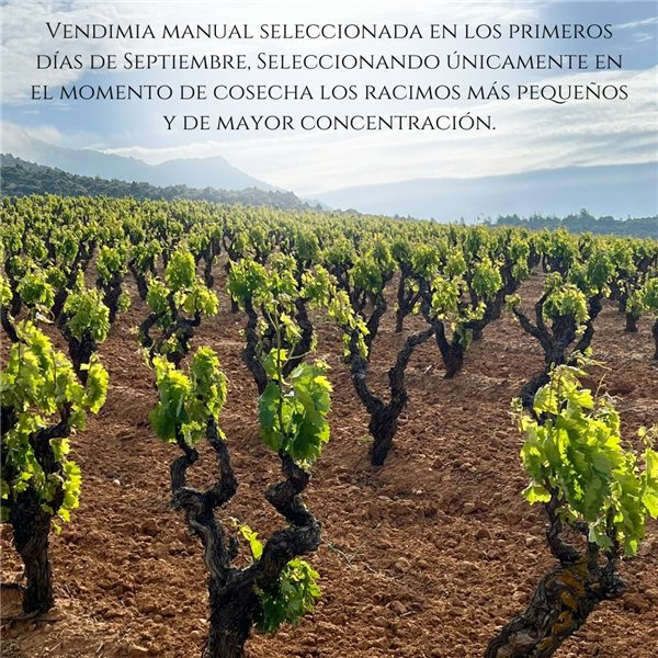 Red Wine Reserva Pack 2020 Henrique de Benoit | Tempranillo 45% Syrah 45%, Graciano 10% | 12 Months Barrel + 5 Years Bottle | 3 Bottles 750 ml | Gourmet Gift Red Wine Campiña - Madrid-izquierda