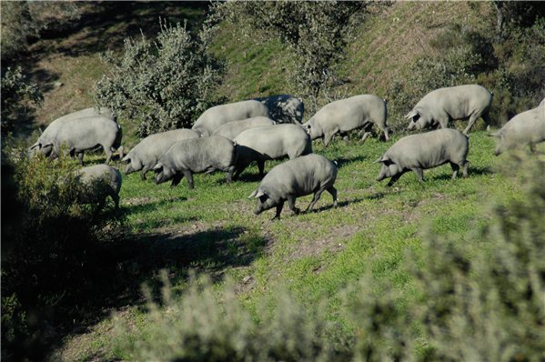 Paleta de cebo de campo 100% Ibérico con DOP Los Pedroches en sobres (brida verde)-izquierda