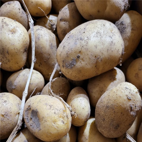 Patata para consumo-detalle