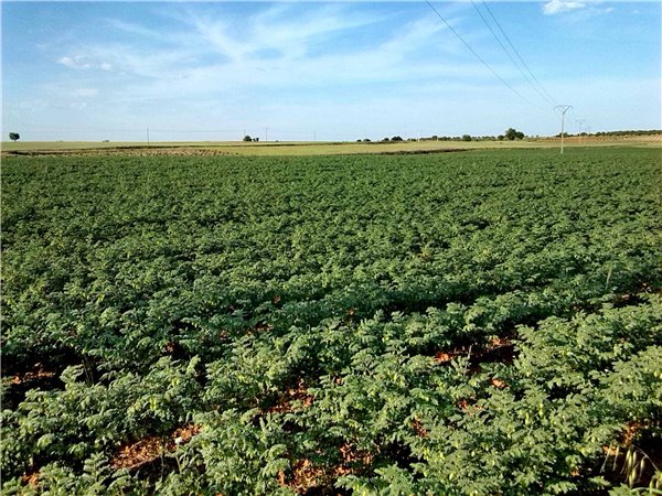 Pedrosillano Chickpeas, Box 1Kg-detalle