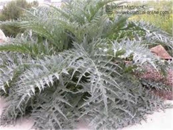 PENCAS ARREGLADAS-lateral