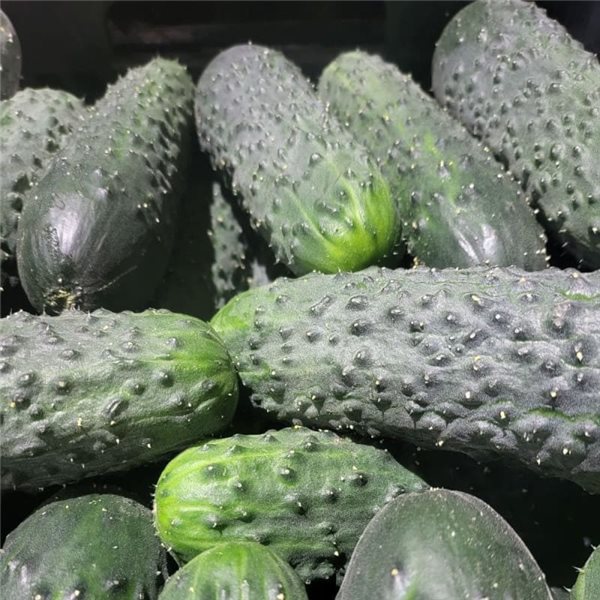 Cucumber-detalle