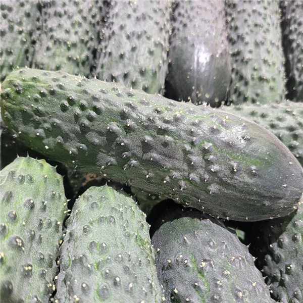 Cucumber-izquierda