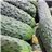 Cucumber-lateral