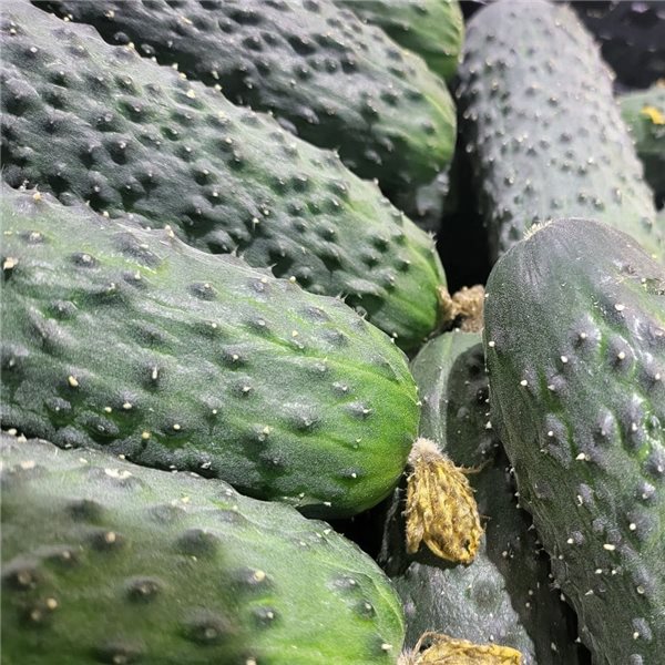 Cucumber-lateral