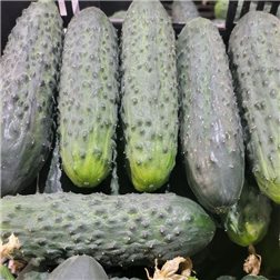 Pepino