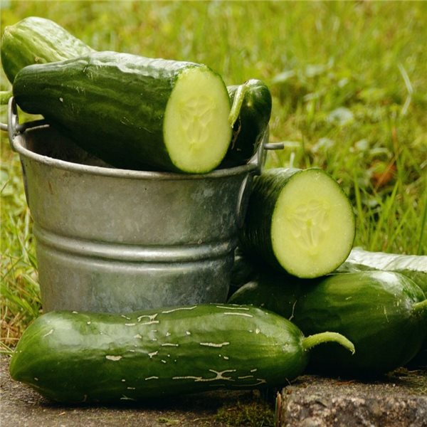 Cucumber-trasera