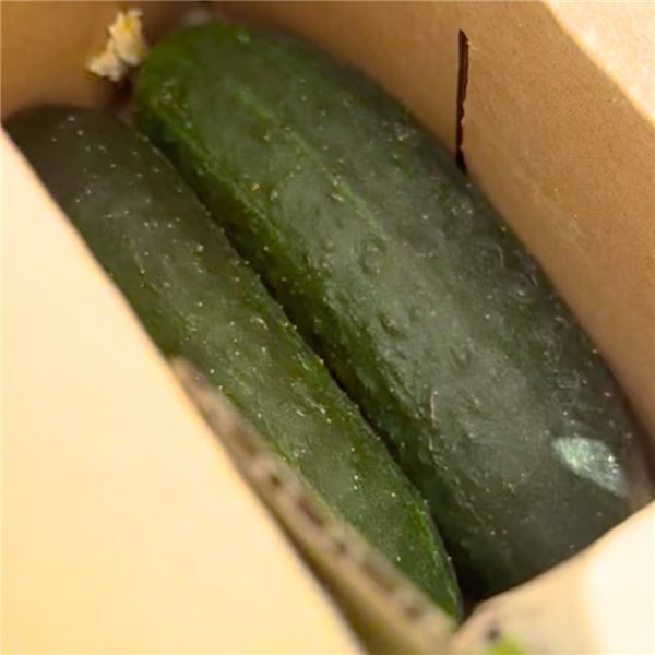 Cucumber-lateral