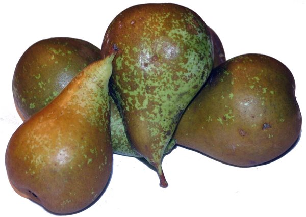 PEAR CONFERENCE-lateral